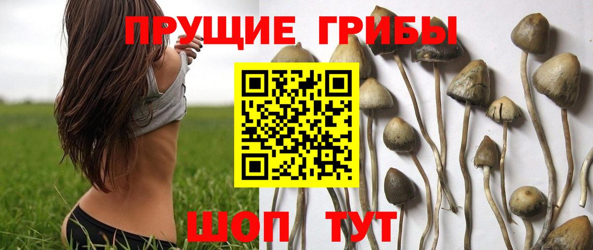Псилоцибиновые грибы Cubensis Гай